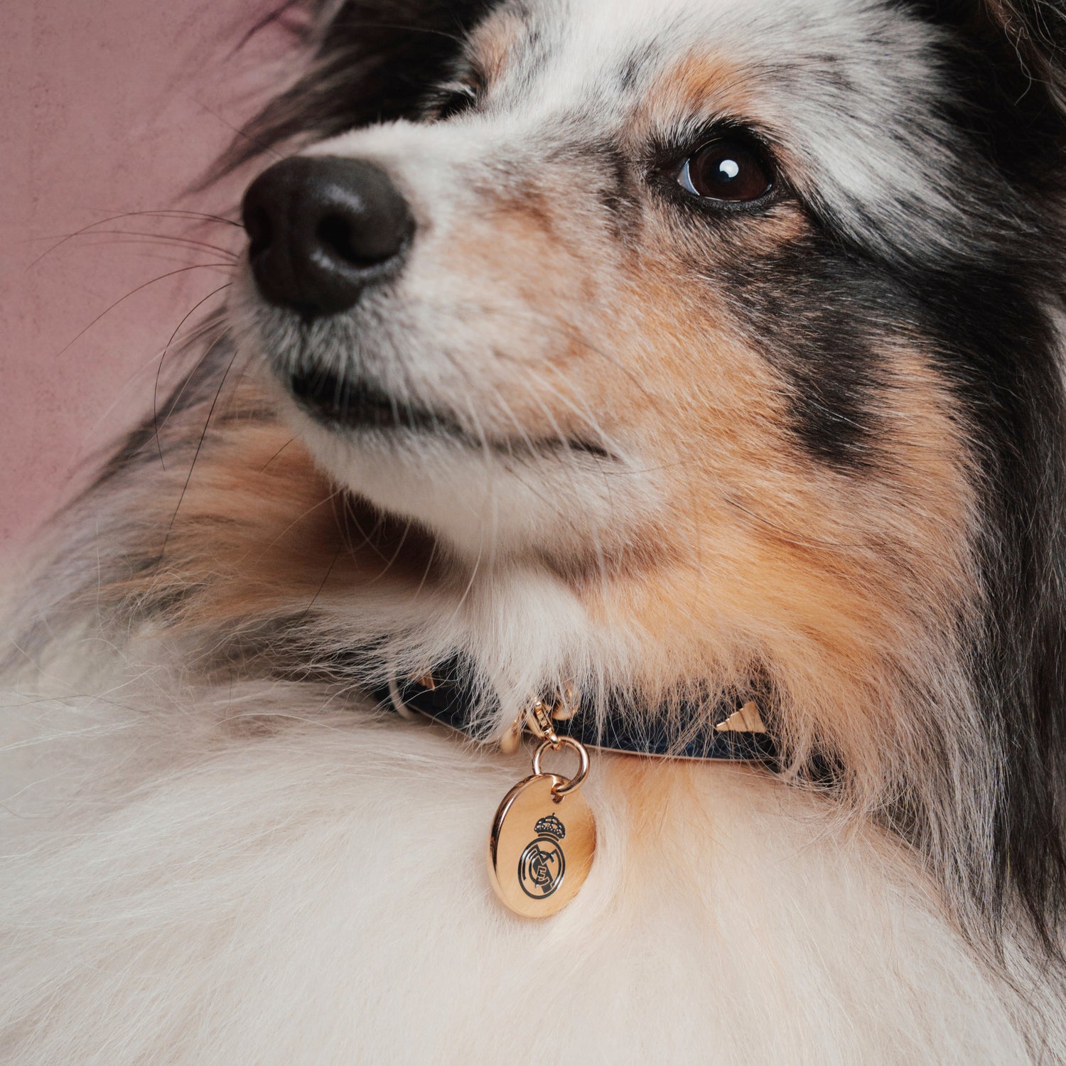adidas Pet Collar 26/27