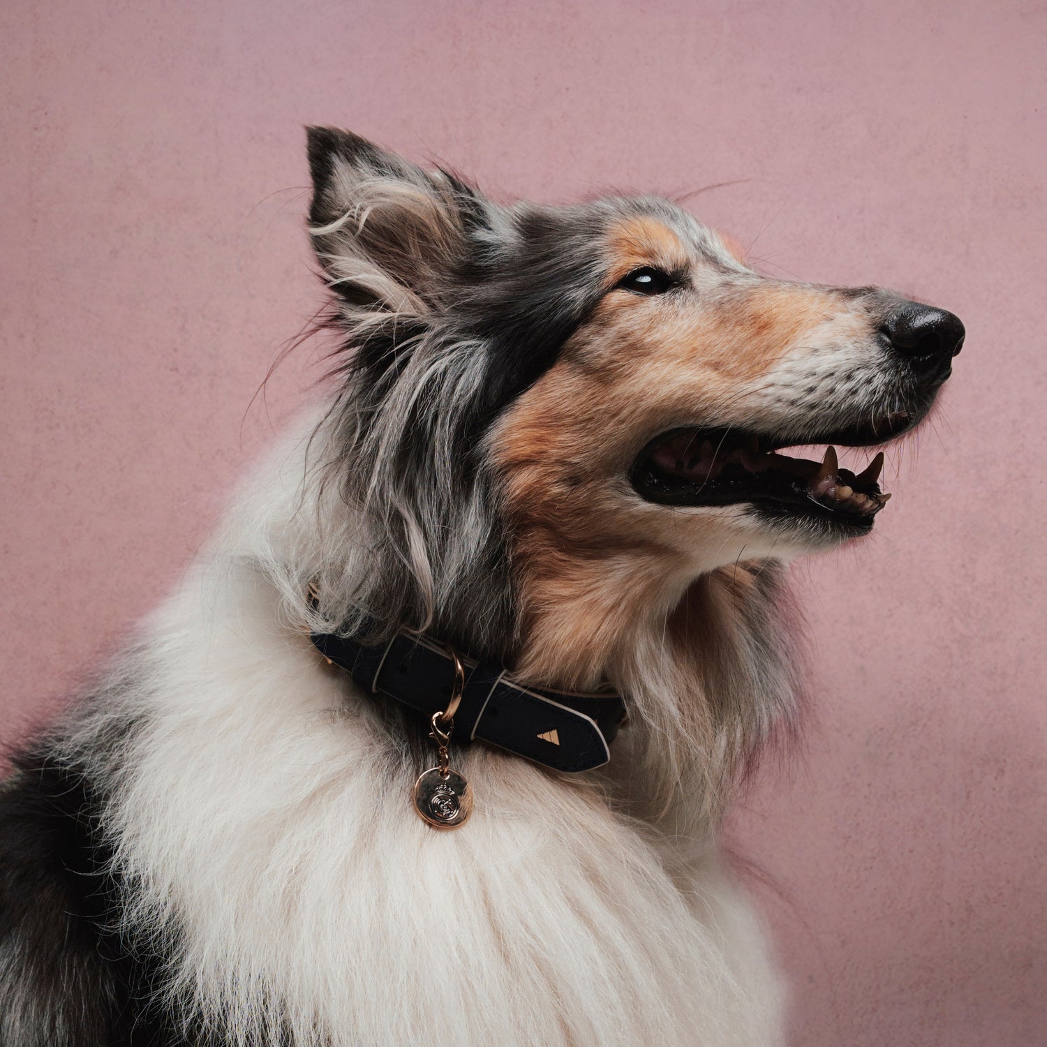 adidas Pet Collar 26/27