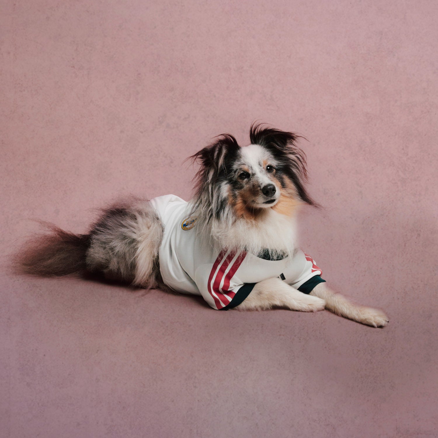 adidas Pet Jersey 26/27
