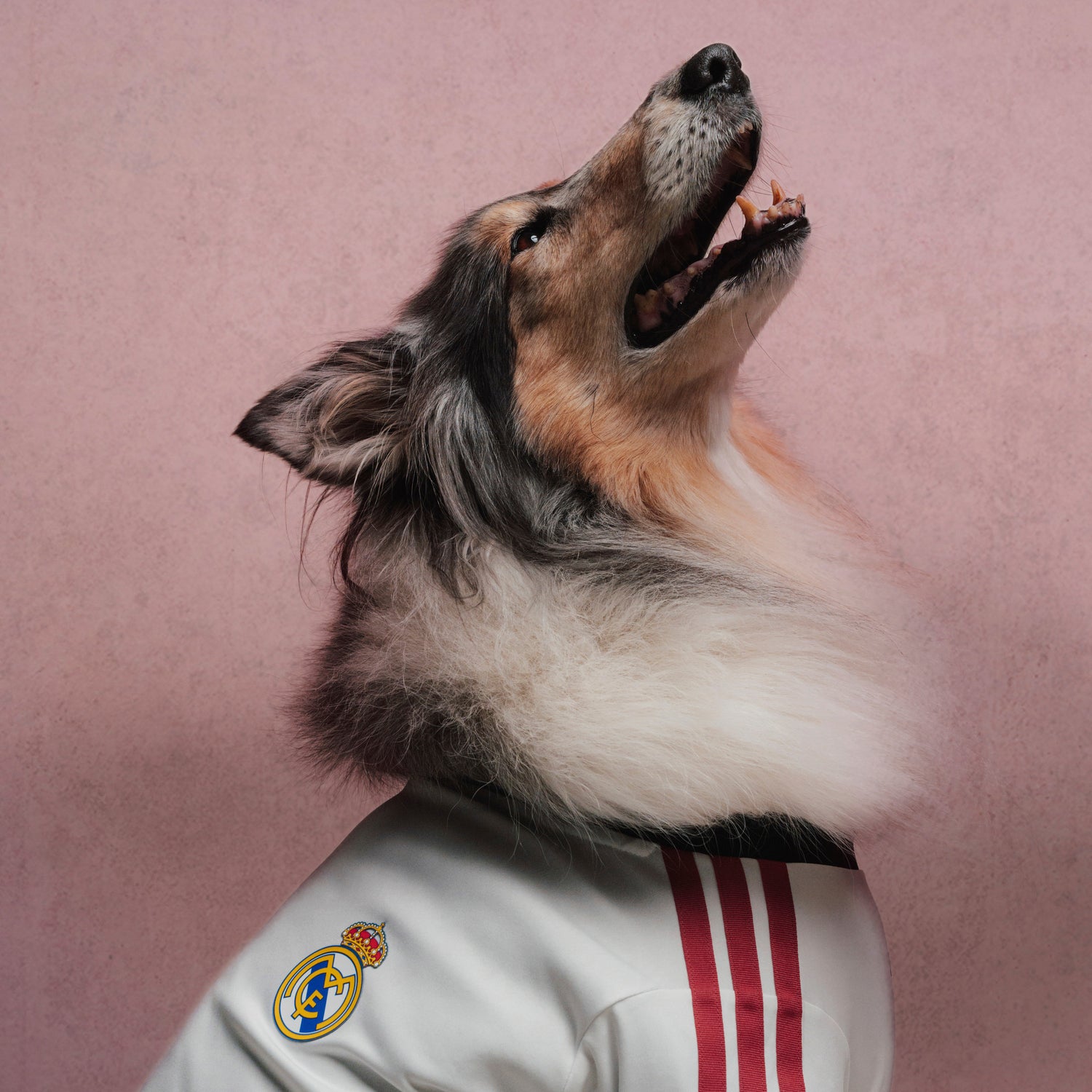 adidas Pet Jersey 26/27