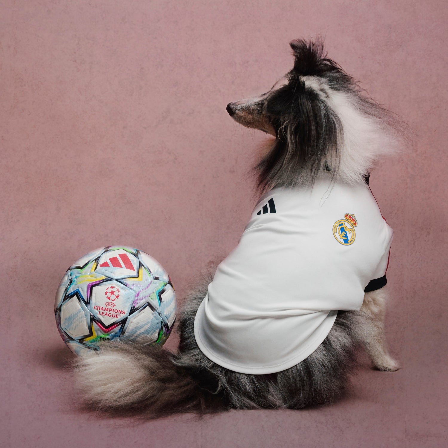 adidas Pet Jersey 26/27