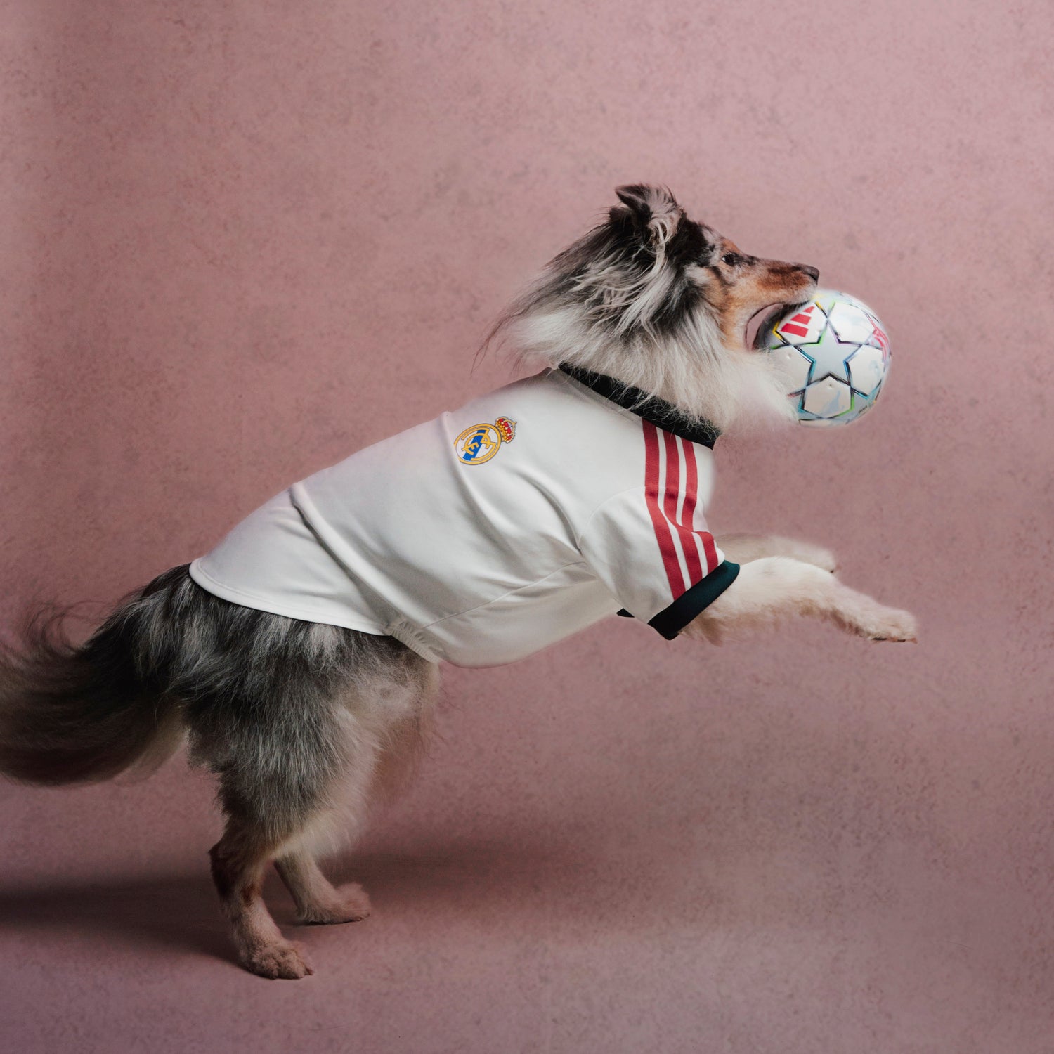 adidas Pet Jersey 26/27